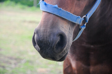 Brown horse's muzzle in blue halter with green background.
