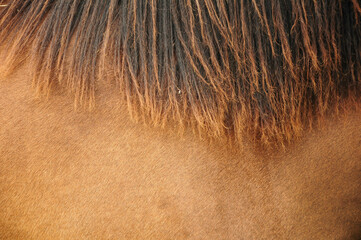 Horse mane close-up, showing texture and earthy brown tones in natural light