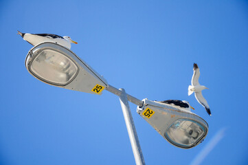 Seagulls on streetlights with vibrant blue sky, capturing a serene coastal scene