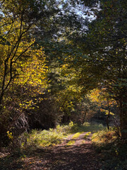 A path in the woods on a sunny autumn day