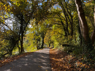 A walk through nature on a sunny autumn day