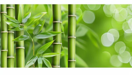Obraz premium Vibrant Green Bamboo Stalks, Fresh Leaves, and a Serene Background with Soft, Natural Bokeh