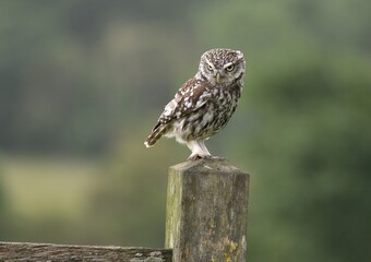 A Little Owl perched on a wooden fence.
