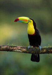 A toucan in the rainforest of Costa Rica 