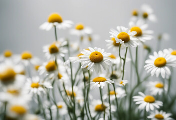 Fototapeta premium Chamomile isolated on white background full depth of field