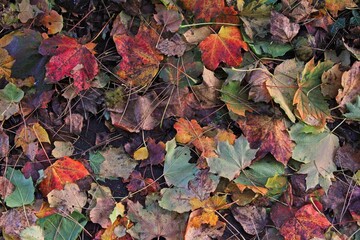 Multi-Coloured Autumn Leaves as a Background