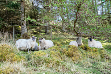 Sheep grazing in forest in County Donegal, Ireland