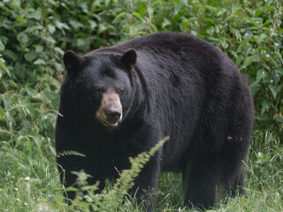 Un ours baribal Ursus americanus