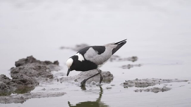 Blacksmith lapwing or blacksmith plover (Vanellus armatus) in southern Africa, wading in a waterhole during the late winter dry season feeding on worms. Slow motion, 25 percent natural speed.