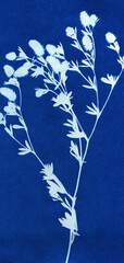 Botanical illustration in Prussian blue color. Cyanotypes, a kind of antique photography with freshly cut or dried plabts. Blue cyanotype of herbs and flowers. A Sun Print. Silhouettes of plants.
