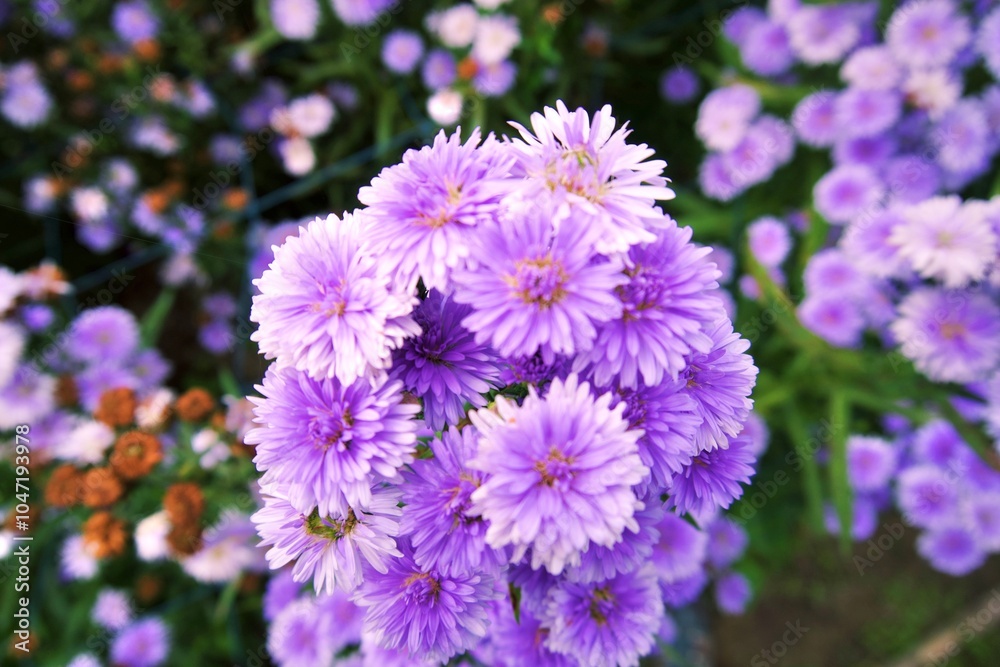 Wall mural a colorful flowers of chrysanthemum bloom beautifully in the garden. a symbol of freshness, gardenin