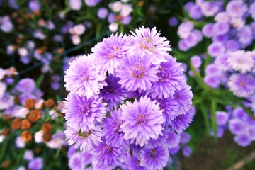A colorful flowers of chrysanthemum bloom beautifully in the garden. A symbol of freshness, gardening, special occasion, farming, festival, hobby
