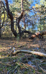 Autumn pine forest, autumn colors, sunny day. Ukraine, Dnipro.