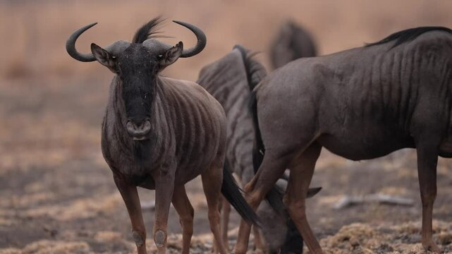 African Blue Wildebeest (Connochaetes taurinus) or Gnu, a large dark colored antelope. Mature male watching me. Slow motion, 25 percent natural speed.
