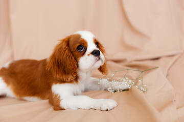 Cavalier King Charles Spaniel puppy.