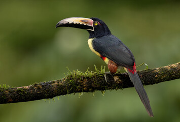 A toucan in the rainforest of Costa Rica