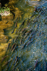 Salmon Homeward Bound 11