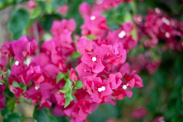 Obraz premium Vibrant pink flowers of Bougainvillea glabra (Bugenwilla Sanderiana) blooming in Hersonissos, Crete, Greece, adding a splash of color to the landscape.