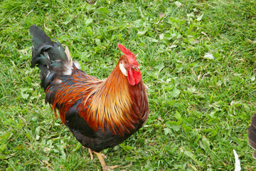 Fototapeta premium Rooster in the barn yard