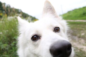 Close-up of a white dog with the camera focused on its expressive brown eyes. Outdoor portrait, the dog surrounded by greenery, in its natural environment