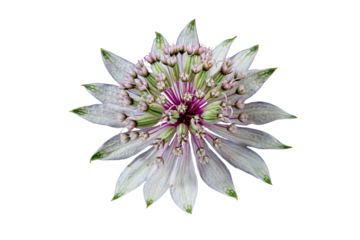 great masterwort blossom isolated transparent background