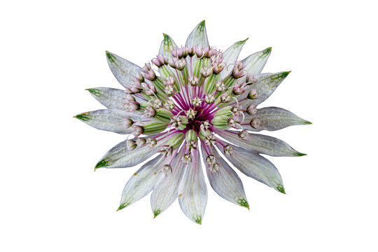 great masterwort blossom isolated transparent background