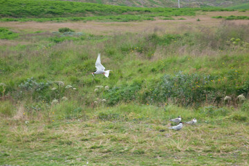 Fototapeta premium Bird flying over green grass