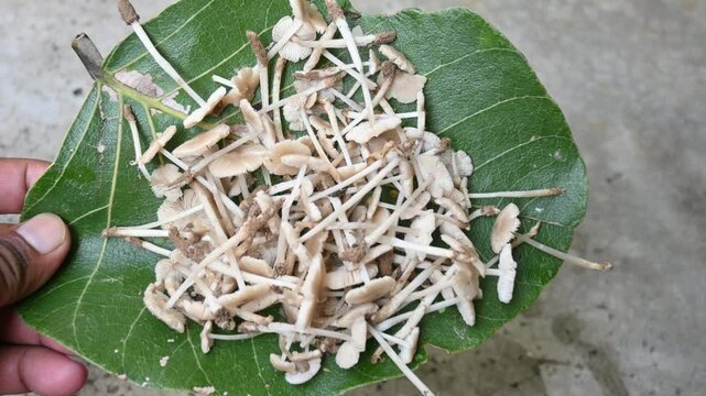 Termitomyces mushrooms. It is&nbsp;a genus of edible mushrooms that grow in association with termite nests.&nbsp;These known for their taste. They are rich in vitamins and they increase the immunity of our body