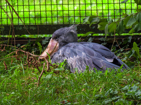 Grauer Storch im Gras