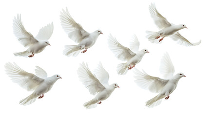 Fototapeta premium Graceful white doves in flight showcasing elegance and freedom