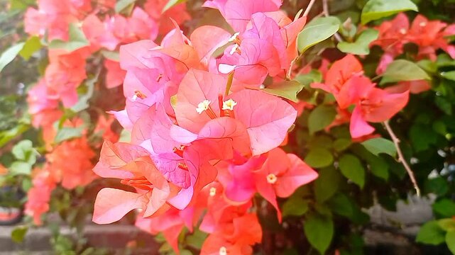 Tropical flower - Bougainvillea glabra also known as bunga kertas blooming in the garden