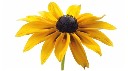 Naklejka premium A Single Yellow Flower with a Dark Center