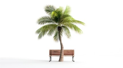 Fototapeta premium A solitary palm tree stands tall next to a wooden bench on a white background.