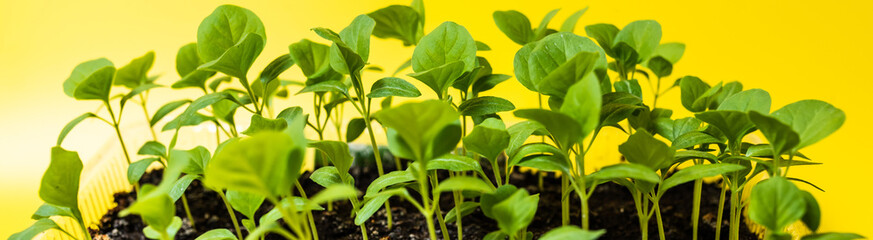 Seedlings of eggplant close-up. The sprouts of eggplants grown at home from seeds