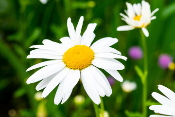Fototapeta premium Blooming chamomile flower on a summer day macro photo. Wildflowers with white petals on a close-up photo in a meadow. Blooming daisies on a spring floral background