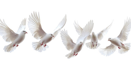Obraz premium Graceful white doves in flight