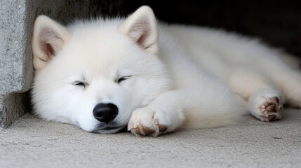 Obraz premium Adorable White Puppy Sleeping Close Up Portrait