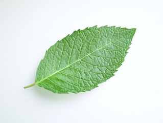 Obraz premium green leaf isolated on white