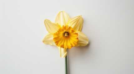 Obraz premium Single Yellow Daffodil Flower on White Background