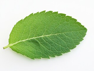 Obraz premium green leaf isolated