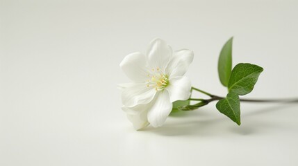 Obraz premium Single White Flower with Green Leaves on a White Background