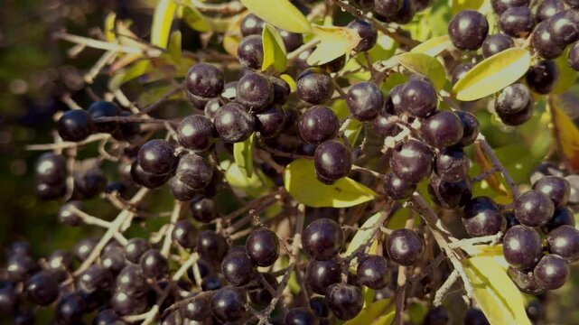 Black berries of wild Privet (Ligustrum vulgare) with raindrops, close-up