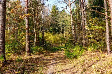 Forest path going through picturesque nature, hiking through forest