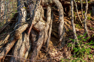 Large pine tree roots sticking out on a slope in the forest