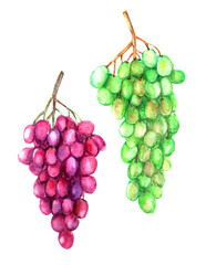 Hand drawn watercolor red and green grapes bunch illustration. Sweet summer fruit for food and drink background