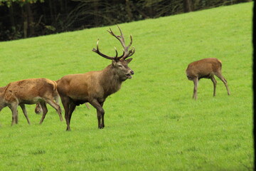 Obraz premium Male red deer with impressive antlers on a green meadow