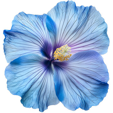 Stunning blue hibiscus flower with intricate details