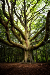 Obraz premium Le hêtre du voyageur 