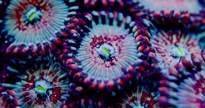 Extreme Macro of Seduction Zoanthid soft coral polyp in a Saltwater Reef Aquarium, Beautiful flower like coral