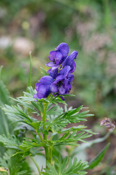 Blauer Eisenhut